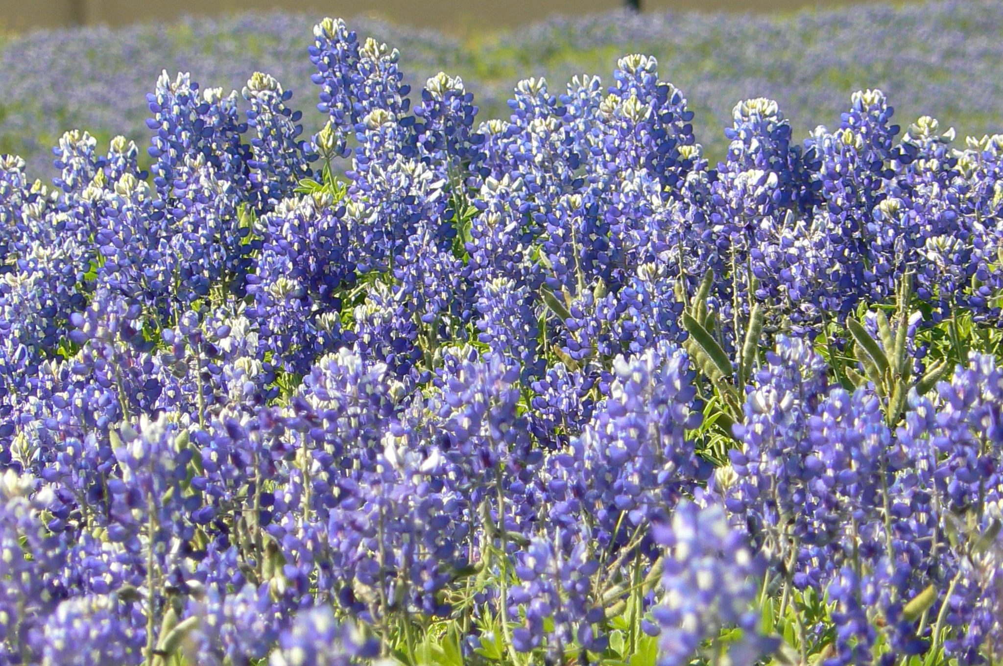 Local Bluebonnets (599K)